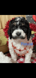 Bernedoodle F1b standard, males and females