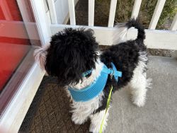 Need a loving home for a Bernedoodle