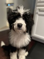 Bernedoodle puppy rehome
