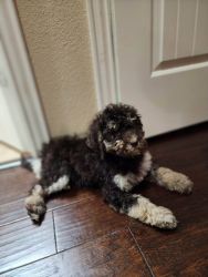 F1b bernedoodle puppy for sale