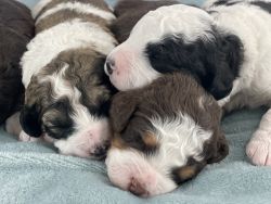 F1b Miniature and F1 Standard Puppies for Sale