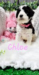 Chloe F1B Mini Bernedoodle D.O.B. 2/17/23