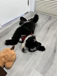 Looking to rehome my mini Bernedoodle.