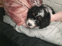 F3B Litter of 11 Bernedoodle puppies