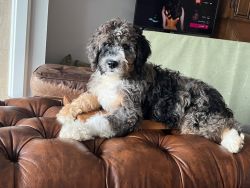 11 month F1 Bernedoodle Puppy (Large)