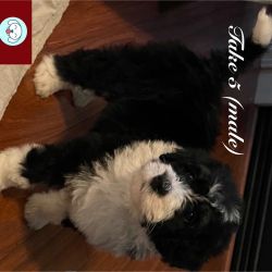 Willow’s Bernedoodle Angels