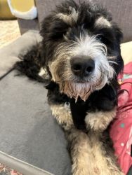 Dolly the Bernedoodle