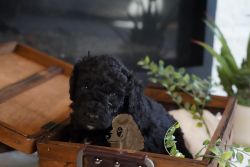 Robbie - Happy and Health Tested! F1B Mini Bernedoodle