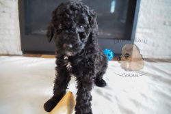 Rosy - Happy and Health Tested! F1B Mini Bernedoodle