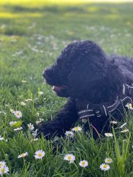 Bernese/Goldendoodle Puppy for Sale