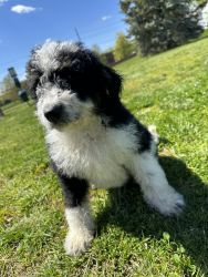 Tank the Bernedoodle