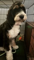 Bernedoodle for sale in pa.