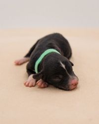 Mini Bernedoodle Puppy | Meet Tiana
