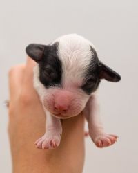 Mini Bernedoodle Puppy | Meet Jasmine