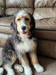 5 month old bernedoodle available