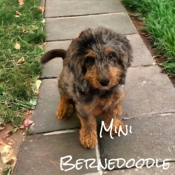 Merle Mini Bernedoodle