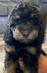 Micro Mini Bernedoodle Available NOW!