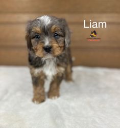 Micro Mini Bernedoodle(Liam)