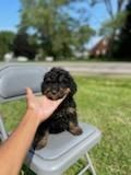 CONNIES Bernedoodle PUPPIES
