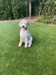 Rare Blue Merle Bernedoodle 20 months old in San Diego