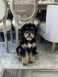 Harley the Bernedoodle is for sale, friendliest puppy