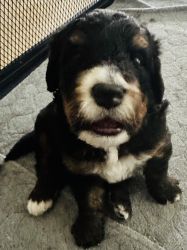 Bernedoodle Pups For Sale Tri Colored