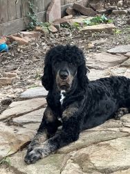 Bernedoodle puppies For Sale