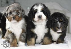 Cute Bernedoodle Puppies