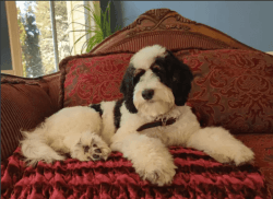 Trained Female Bernedoodle Puppy For Adoption