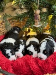 Multigenerational Standard Tricolor Furnished Bernedoodle Puppies!