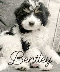 Micro Bernedoodle Male Puppy