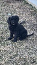 8 Bernedoodle puppies for sale!