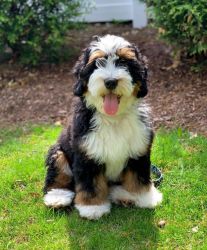 Male Bernedoodle Puppy Ready For A New Home