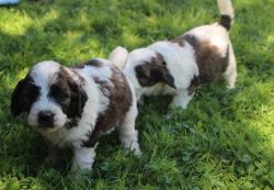Beautiful AKC Saint Berdoodle Puppies for sale