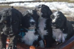 Tri Bernedoodle puppies