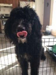 11 Month old Bernedoodle Puppy