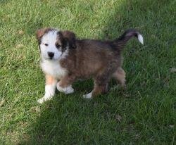 Reed is a beautiful sable F1 standard size tri-color bernedoodle puppy