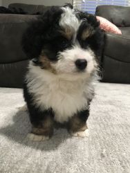 Dakota mini bernadoodle puppy