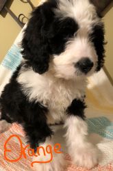 12 week old puppy..ready to go now....CKC registry