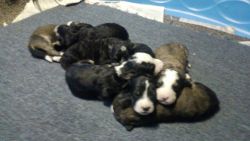 Bernadoodle puppies just born