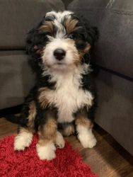 Lilly .. mini bernedoodle