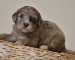Mini Bernedoodle Puppies for sale!!!