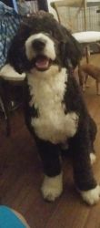 Bernedoodle 1 Year Old
