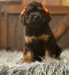Bernedoodle male puppy for sale