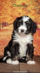 Female Bernedoodle Puppy for Sale