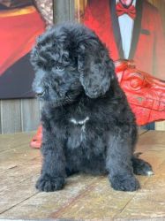 Bernedoodle Puppies Available Bernese X St Poodle