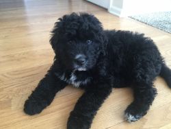 Bernedoodle puply