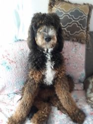 Accepting deposits for Bernadoodle litter due April 20th