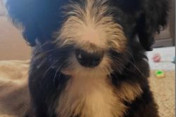 F1 Bernedoodle Puppy
