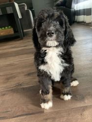AVAILABLE NOW! Tri-color Bernedoodle 9 weeks